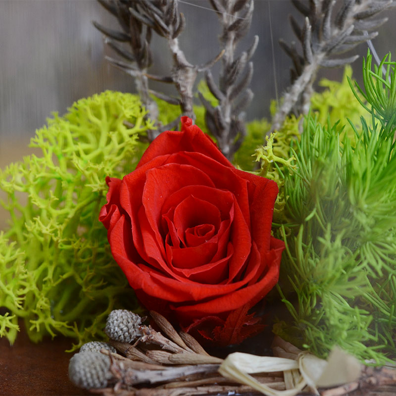 情人节活动促销款 保鲜永生玫瑰花玻璃罩 欧式吹制花罩 微景观 A012
