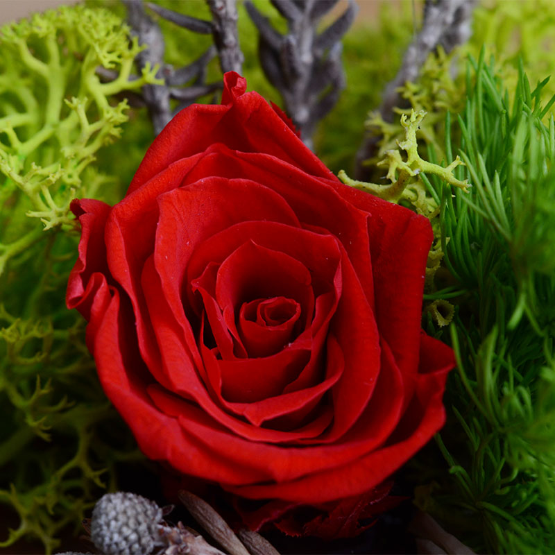 情人节活动促销款 保鲜永生玫瑰花玻璃罩 欧式吹制花罩 微景观 A015