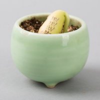 创意迷你魔豆盆栽 办公室桌面绿色小植物 MD