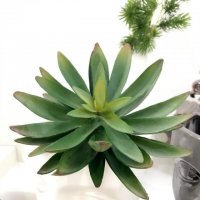 高档仿真多肉植物 观音莲 沙漠雪莲