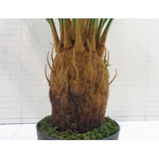 仿真苏铁热带植物苏铁盆栽铁树仿真树室内绿植摆放装饰厂家直销